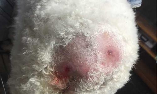 狗狗皮下活动的瘤该如何处理（了解如何预防和治疗宠物瘤）