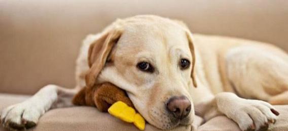 如何缓解宠物狗的气管呼噜和咳嗽问题（探究宠物狗气管呼噜和咳嗽的成因及应对方法）