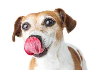 狗狗舌头上长小白点的原因和治疗方法（探索狗狗舌头上小白点的成因）