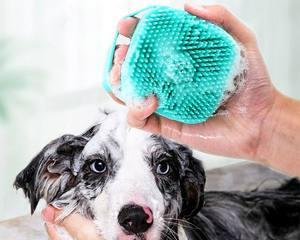 狗狗产后护理——合适的洗澡时间（多久可以洗澡）