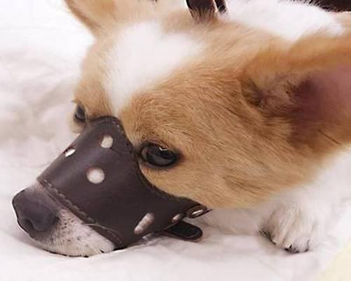 狗狗生完小狗一直吐（宠物的健康需要我们的关注）