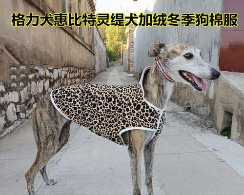 狗狗生完小狗一直吐（宠物的健康需要我们的关注）
