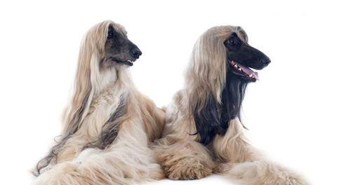 狗狗生殖器毛发变黄的原因与解决方法（揭秘狗狗生殖器毛发变黄背后的真相）