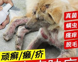 解决宠物狗狗湿疹掉皮屑问题的有效方法（以爱心和耐心缓解狗狗湿疹掉皮屑的烦恼）