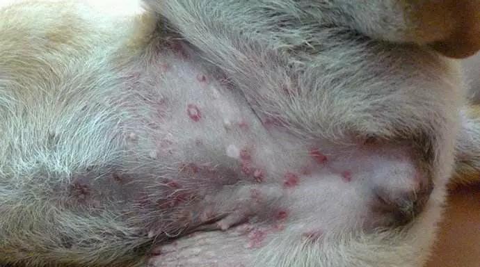 狗狗湿疹的治疗与皮屑问题解决方法（以宠物为主的湿疹治疗与护理技巧）