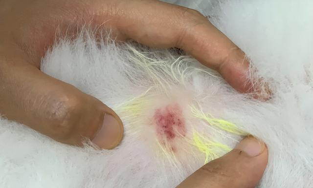 狗狗湿疹的治疗与皮屑问题解决方法（以宠物为主的湿疹治疗与护理技巧）