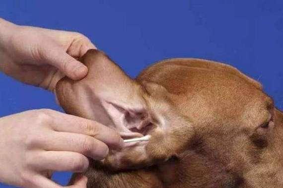 狗狗耳油使用指南（如何选择适合宠物的耳油）