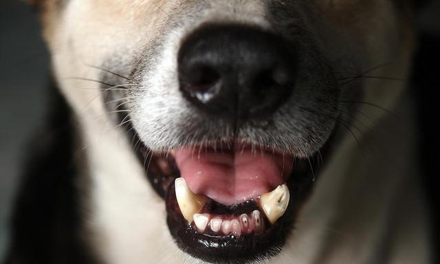 宠物狗狗换牙时间表（了解狗狗换牙的时间和方式）