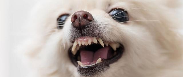 宠物狗狗换牙时间表（了解狗狗换牙的时间和方式）
