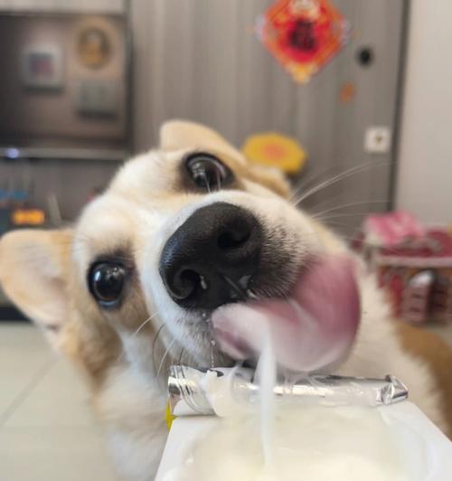 狗狗喝酸奶的时间（如何正确给宠物喂养酸奶）