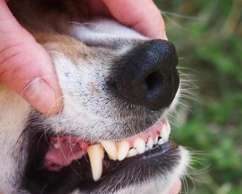 狗狗受伤后爱咬人，如何处理（宠物受伤后的行为改变及应对方法）