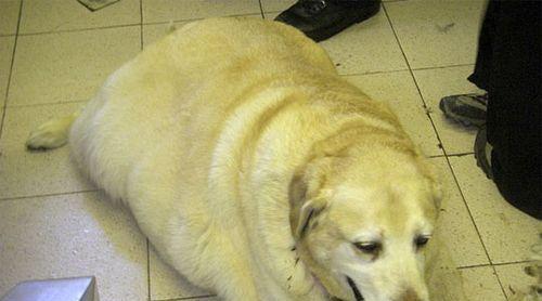 如何让宠物狗吃得胖胖的（狗狗瘦了怎么办）