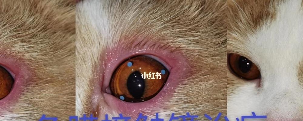 狗狗水疱疹眼睛的防治方法（宠物眼睛疾病的诊断与治疗）
