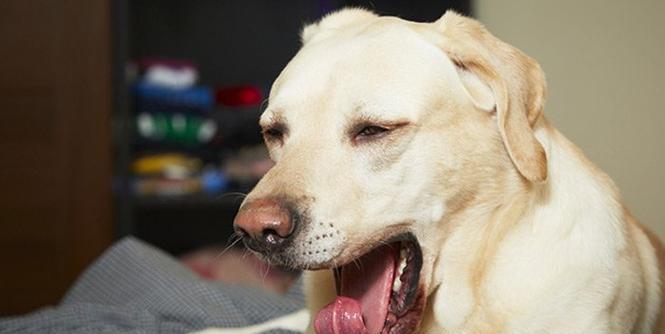 狗狗睡觉鼻声很大，如何解决（让你的宠物睡得更安静）