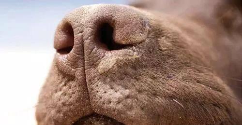 狗狗睡觉鼻声很大，如何解决（让你的宠物睡得更安静）