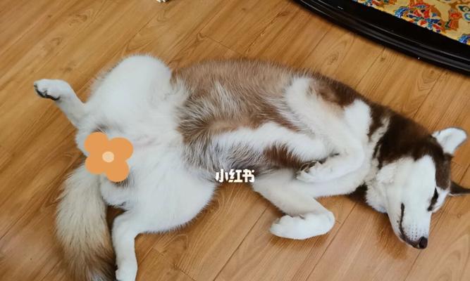 狗狗睡觉肚子不动，你需要了解的原因和应对方法（睡觉肚子不动是狗狗的正常现象吗）