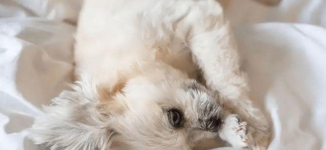 狗狗的舒适睡眠与空调使用（以宠物为主）