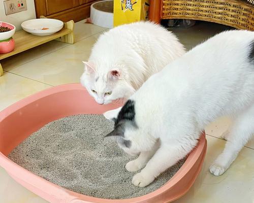 猫咪如何正确使用猫砂（以宠物为主）