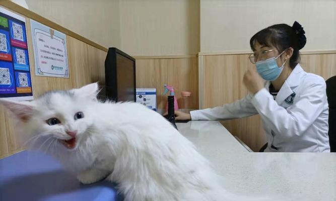 如何保护宠物猫咪免受新型病毒的侵害（全面了解新型病毒）