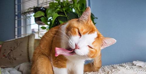 猫咪乳腺增生的缓解方法（宠物养护）