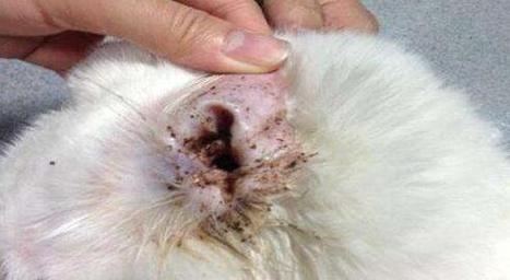 猫咪乳腺增生的治疗方法（以宠物为主）
