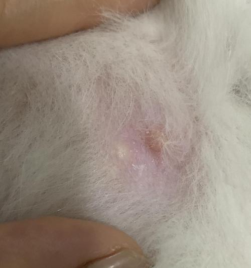 探讨宠物猫咪乳腺肿胀的原因（了解猫咪乳腺肿胀的症状和治疗方法）
