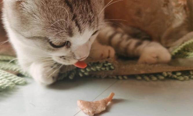 猫咪的健康全靠三文鱼骨头（探秘猫咪的食物需求与三文鱼骨头的作用）