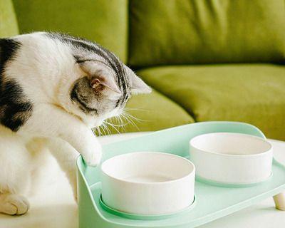猫咪上餐桌有关的争议（宠物文化与食品安全的较量）