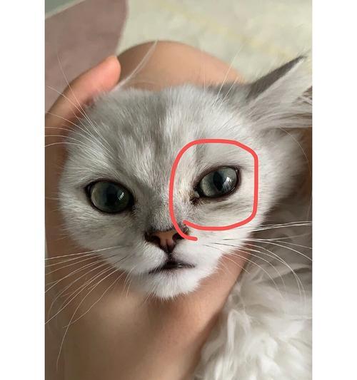 猫咪的眼屎究竟是怎么回事（揭秘猫咪上火眼睛全是眼屎的原因和解决方法）
