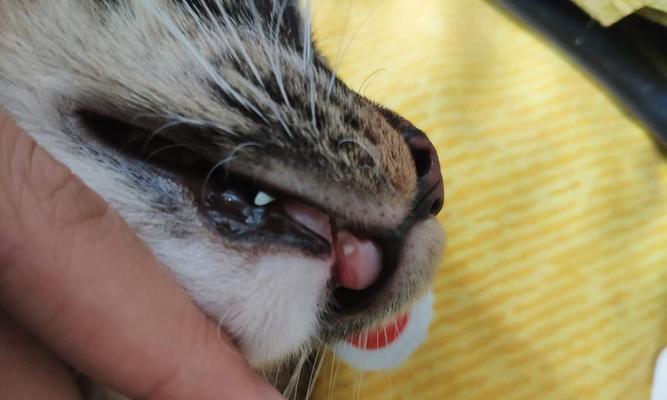 猫咪口腔溃疡——宠物健康的重要标志（从症状到治疗）