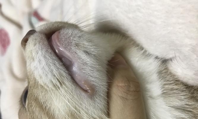 猫咪口腔溃疡——宠物健康的重要标志（从症状到治疗）