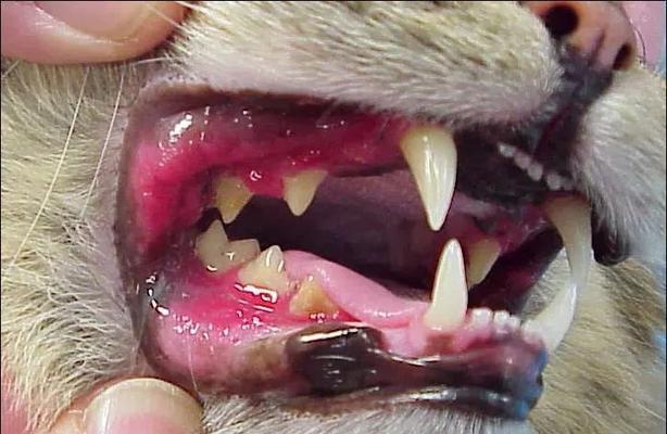 猫咪舌头口炎初期症状揭秘（你真的了解你的猫咪吗）