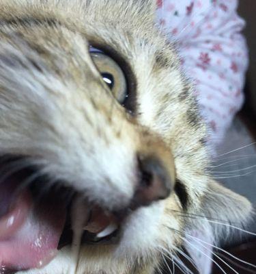 揭秘猫咪舌头流口水的神秘原因（探究猫咪舌头的构造和生理特征）
