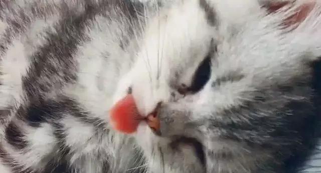 猫咪舌头受伤，如何保证正常进食（以宠物为主）