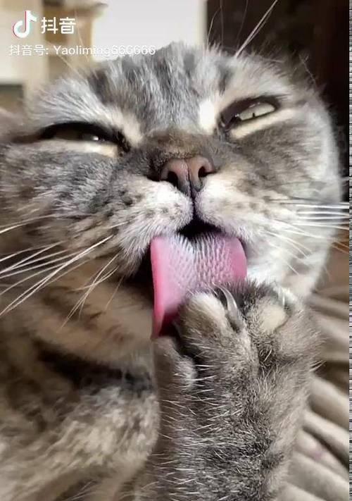 猫咪的小舌头（探秘猫咪舌头的神奇之处）