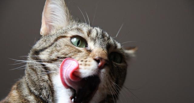 猫咪口臭怎么办（宠物口腔卫生的重要性和改善方法）