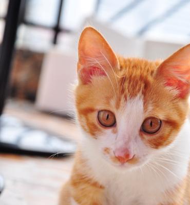 猫咪社区IOS苹果版，打造宠物爱好者交流新平台