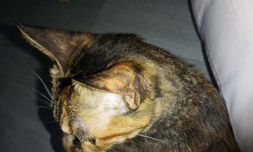 猫咪身上的瘤鼓大包，如何正确应对（宠物疾病防控与治疗）