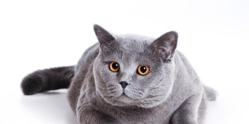 猫咪身上的小疙瘩——如何识别、预防和治疗（以宠物为主的健康教育）