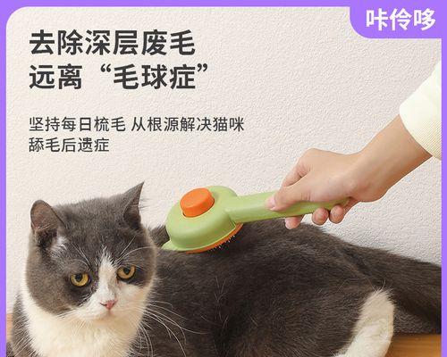 猫咪身上出血，如何有效处理（宠物猫的健康问题）