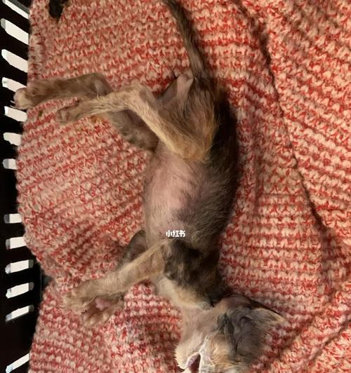 揭秘猫咪身上僵硬的原因（探究宠物健康问题）