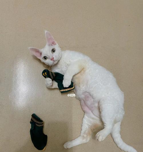 揭秘猫咪身上僵硬的原因（探究宠物健康问题）