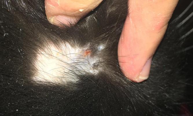 揭秘猫咪身上皮屑多的原因（为什么猫咪会产生大量皮屑）