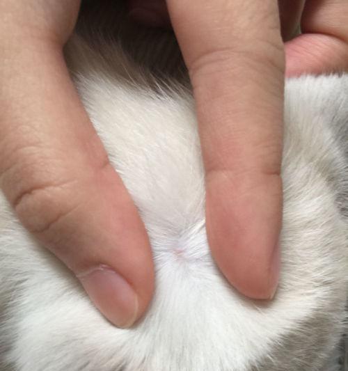 猫咪身上的红肿和小红点该怎么办（如何处理宠物猫咪身上的皮肤问题）