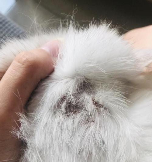 如何治疗宠物猫咪身上的结痂伤口（有效方法分享）