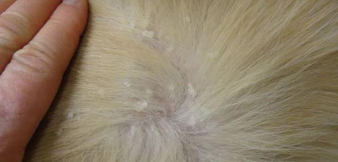 如何解决宠物猫咪掉毛与皮屑问题（有效的方法帮助你的猫咪摆脱掉毛和皮屑问题）