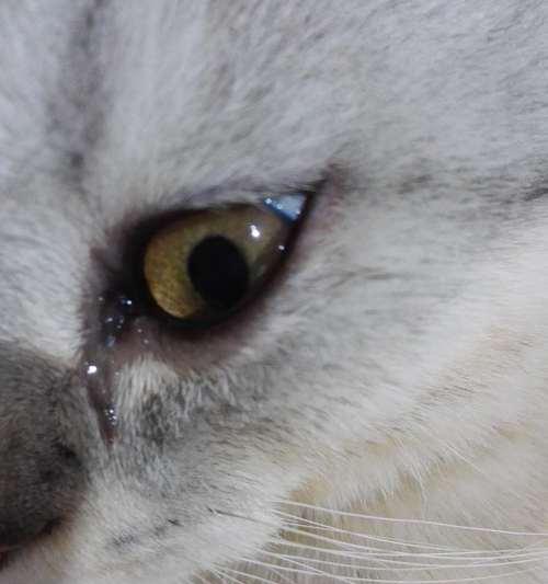 如何解决宠物猫咪流泪问题（宠物猫咪身体健康必须重视）