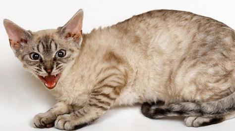 猫咪肾功能衰竭的生存期及照顾方式