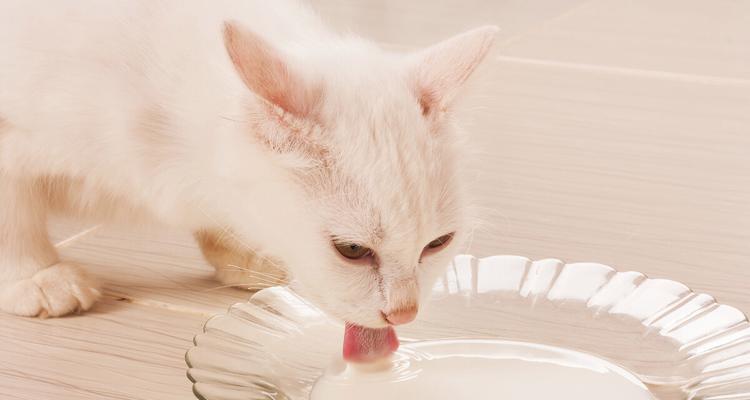 猫咪不爱吃东西怎么办（宠物猫咪生病后的饮食调理方法）