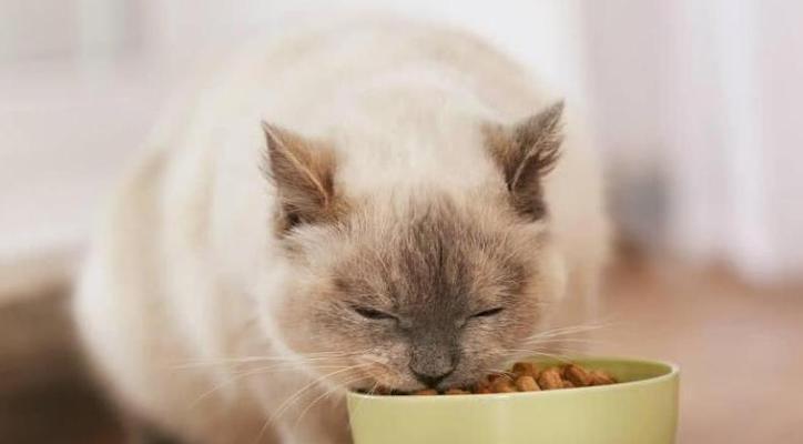 猫咪不爱吃东西怎么办（宠物猫咪生病后的饮食调理方法）